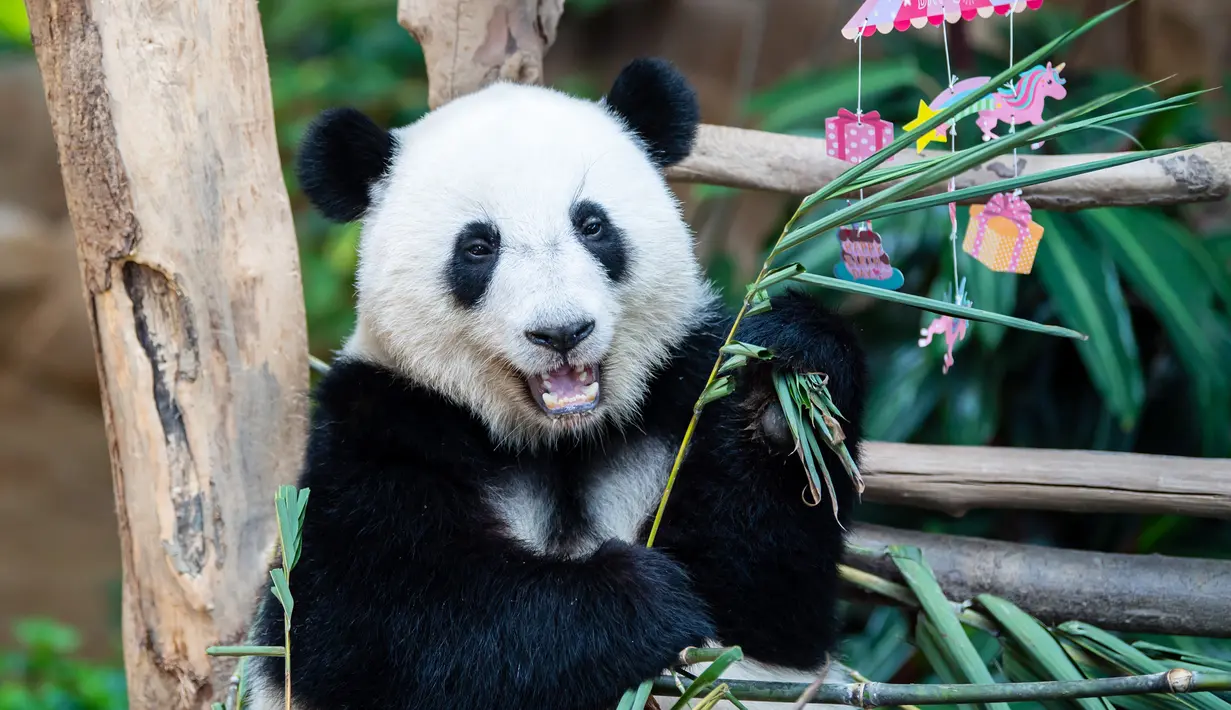 Panda raksasa Yi Yi menikmati kudapan ulang tahun di Kebun Binatang Nasional Malaysia, Selasa (14/1/2020). Yi Yi berarti persahabatan dalam bahasa Mandarin. (Xinhua/Zhu Wei)