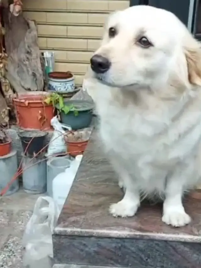 Anjing Ini Pasang Ekspesi Sedih Saat Ditinggal Majikannya Pergi