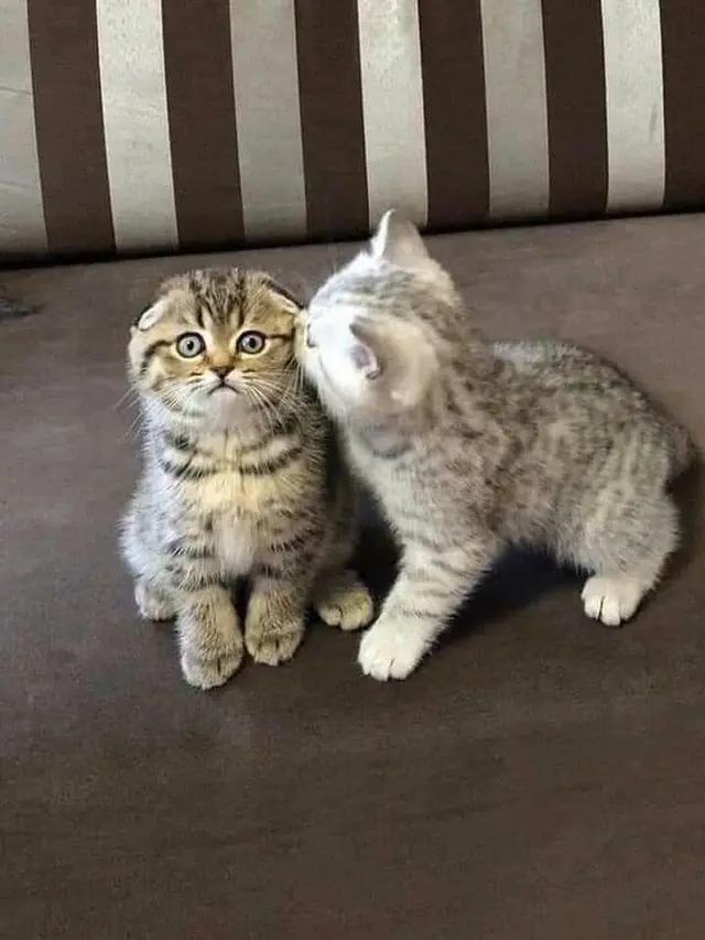10 Potret Kocak Kucing Bucin sama Pasangannya Ini Bikin Iri