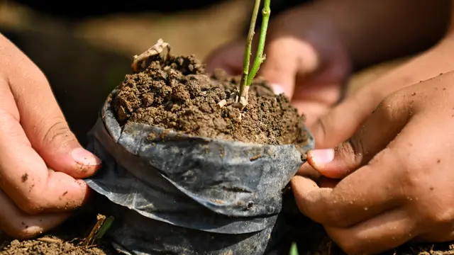 Jelang Hari Hutan Internasional, Siswa SD di Aceh Tanam Bibit Pohon