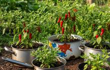 9 Ide Menanam Kebun Cabai Rawit dari Wadah Bekas Dapur, Inspirasi Kreatif dan Ramah Lingkungan