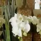 Vas Bunga Batok Kelapa