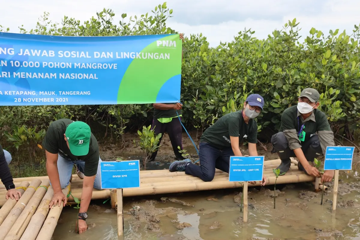 Bantu Wujudkan Lingkungan Lebih Baik PNM Tanam 10.000 Mangrove di Desa Ketapang, Tangerang