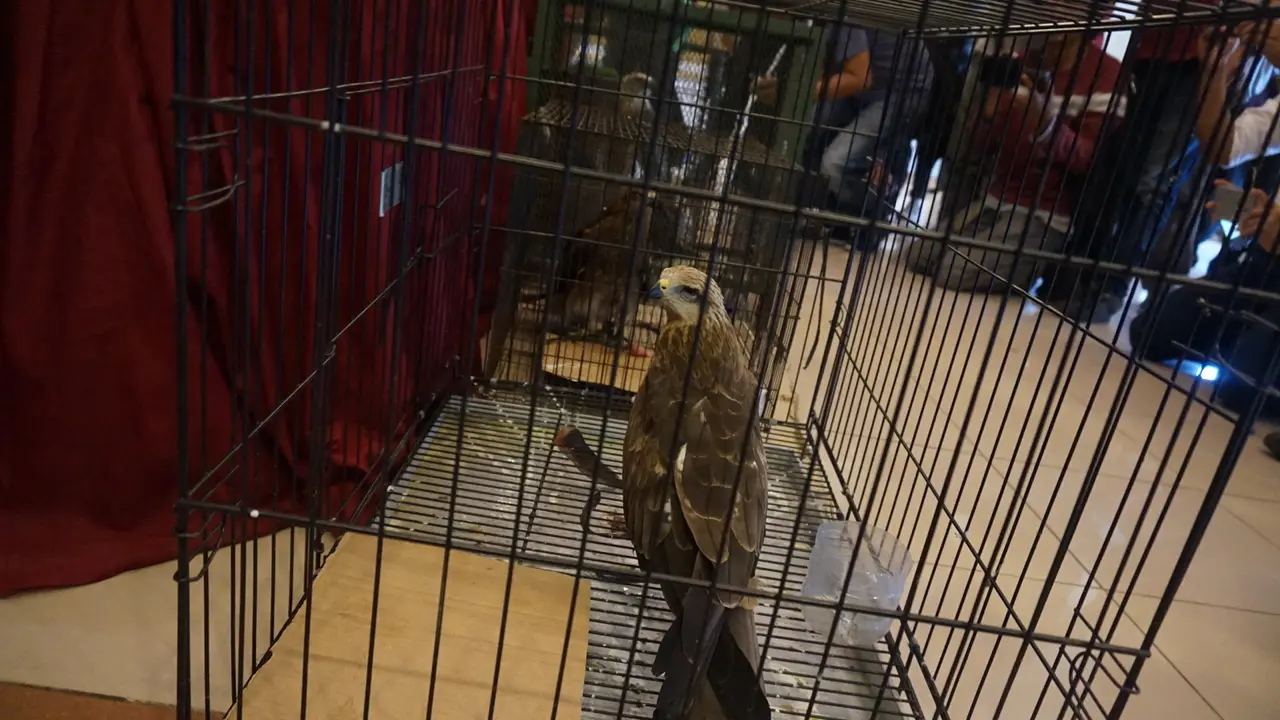 6 Bulan Bisnis Jual Beli Burung Langka, Rudi Ditangkap Petugas Gabungan
