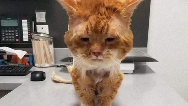 Viral, Kisah Pilu Kucing Liar Meminta Tolong ke Manusia karena Kesakitan
