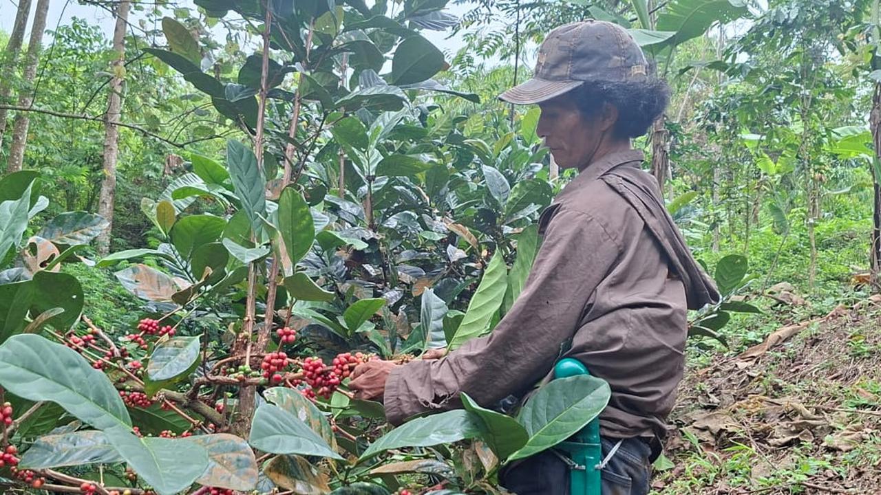 Kopi Indonesia Kian Dikenal Dunia, Bagaimana Kesejahteraan Petaninya?