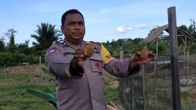 Seorang petani di Konawe Selatan menemukan granat nanas dalam empang, awalnya mengira batu berharga,(Liputan6.com/Ahmad Akbar Fua)