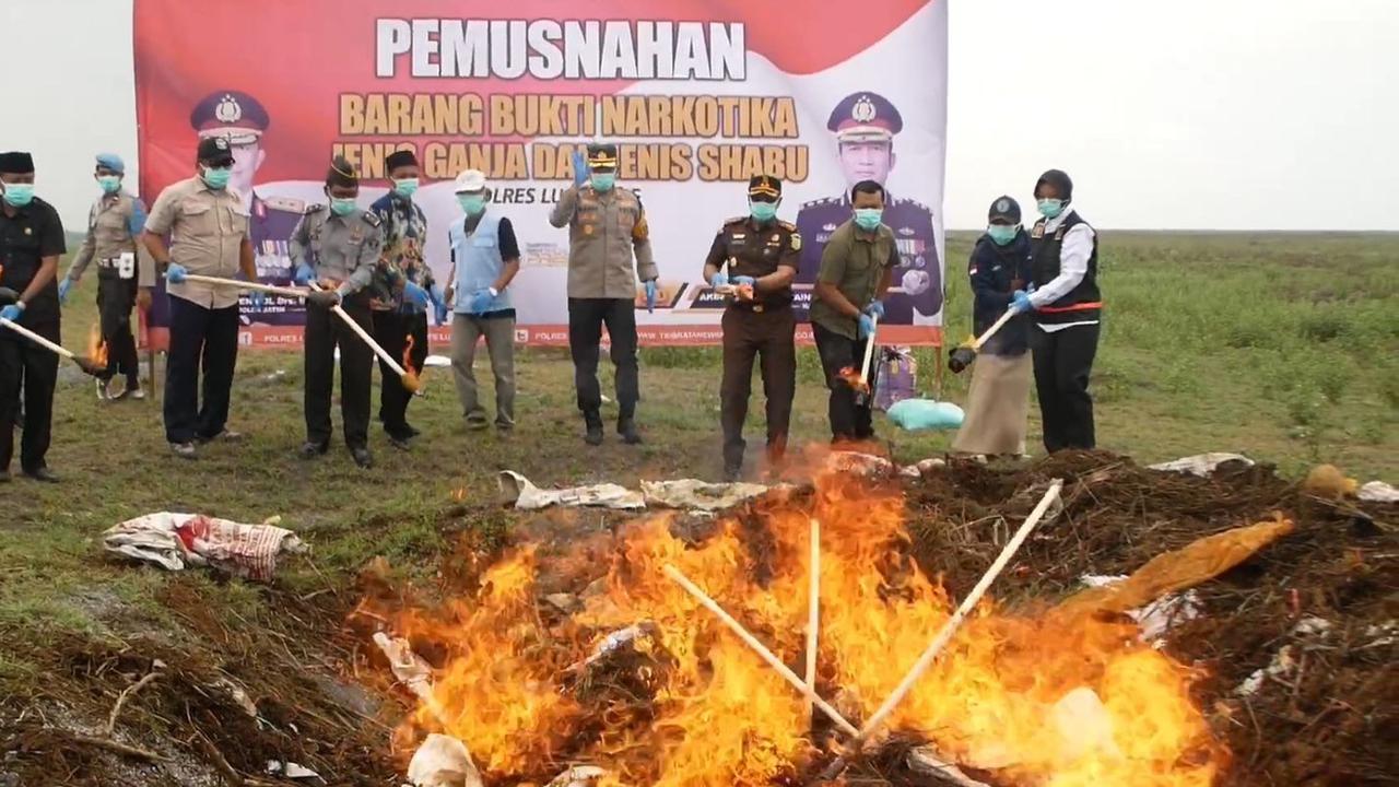 Polisi Musnahkan 47.000 Lebih Tanaman Ganja Tumbuh di Lereng Gunung Semeru