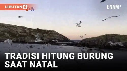 VIDEO: Tradisi Menghitung Burung Saat Natal Bantu Konservasi