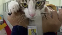 3 Kucing Ini Jadi 'Pegawai' Kantor di Indonesia
