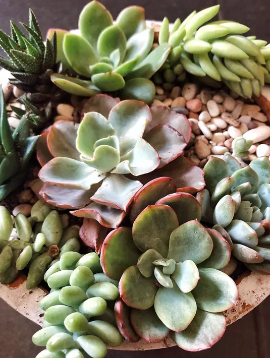 Meskipun sudah lama memiliki hobi merawat tanaman, namun hingga kini ia juga masih mencari berbagai informasi tentang merawatnya lewat dunia internet pastinya. "Yah aku lihat informasi dari internet, youtube, google," jelasnya. (Instagram/angelagilsha)