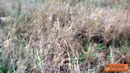 Citizen6, Purworejo:  Petani hanya bisa bergantung pda sumur bor di tengah persawahan, lain halnya bagi mereka yang punya mesin untuk menyirami tanaman mereka. (Pengirim: Srikandi)