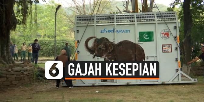 VIDEO: Kaavan Si Gajah Kesepian Akhirnya dipindahkan ke Kamboja