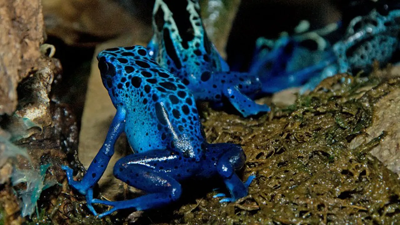 Hewan Berbisa Dart Frog