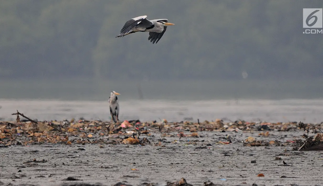 Burung residen Cangak Abu (Ardea cinerea) terlihat di kawasan Hutan Lindung Angke Kapuk, Jakarta, Sabtu (11/5/2019). Kegiatan tersebut digelar untuk membarui data temuan burung air dalam rangka Hari Burung Migrasi Sedunia yang jatuh setiap awal bulan Mei. (Liputan6.com/Herman Zakharia)