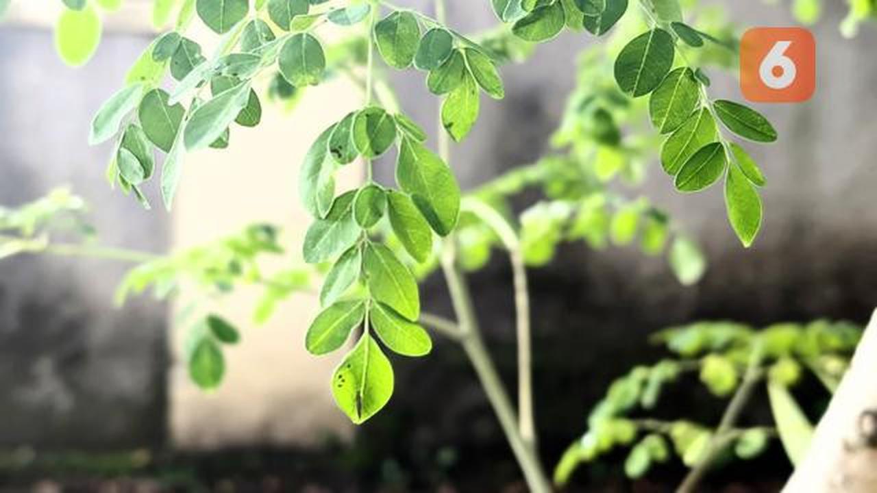 10 Manfaat Daun Kelor Si Superfood yang Kaya Nutrisi dan Khasiat Medis