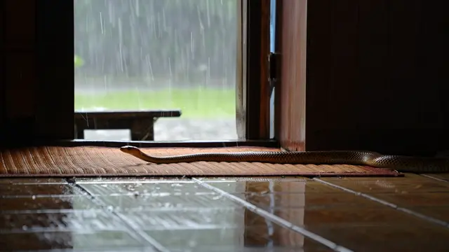 Ular Sawah Sering Masuk Rumah saat Musim Hujan (Foto: Reve Art AI)