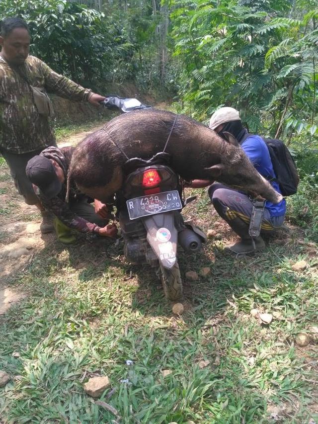 Sebanyak 30 ekor celeng, di Dawuhan, Wanayasa, Banjarnegara berhasil ditangkap pada September 2019. (Foto: Liputan6.com/Supriyanto untuk Muhamad Ridlo)