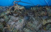 Kolaborasi dengan Vietnam Perbesar Peluang Indonesia Jadi Bagian Rantai Pasok Lobster Global