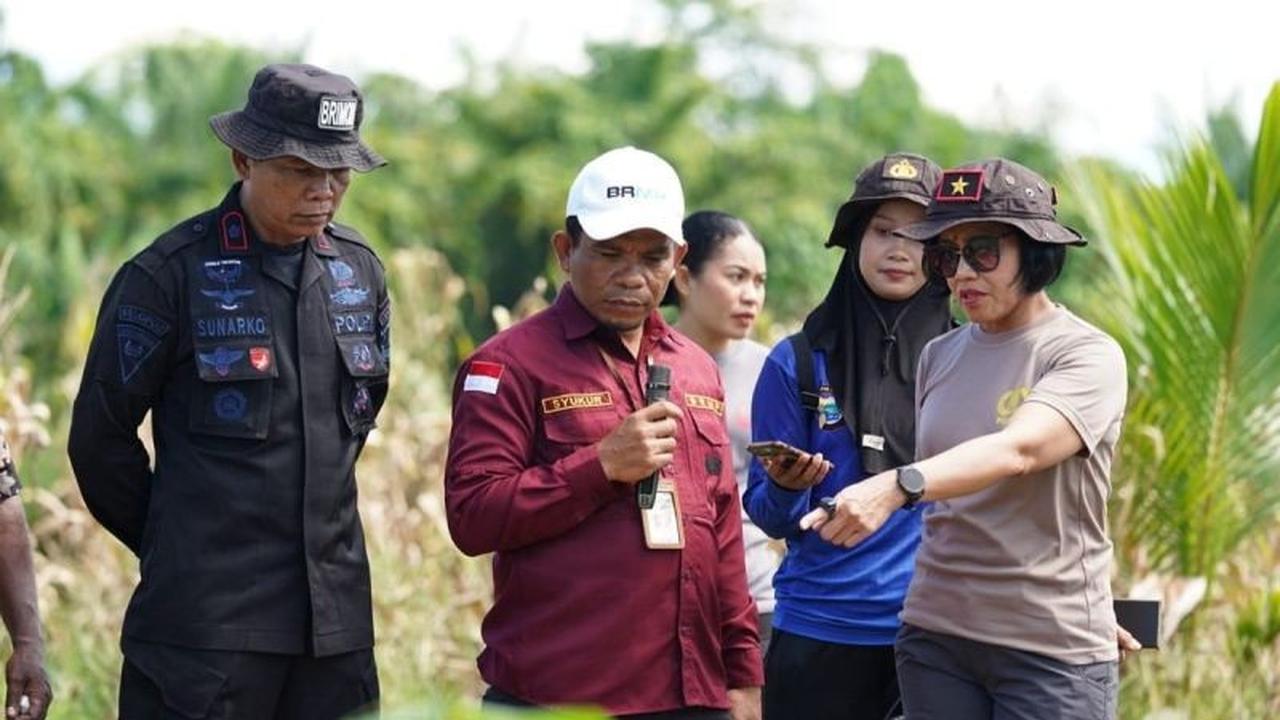 BRMP Papua Barat Kembangkan Benih Jagung, Dorong Kemandirian Pangan Daerah