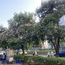 Tabebuya Bermekaran di Jakarta, Ribuan Pohon Tambahan Siap Ditanam