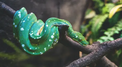 ular