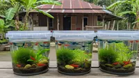 10 Ternak Ember yang Belum Banyak Pesaing, Jarang Dilirik Tapi Omzetnya Menjanjikan