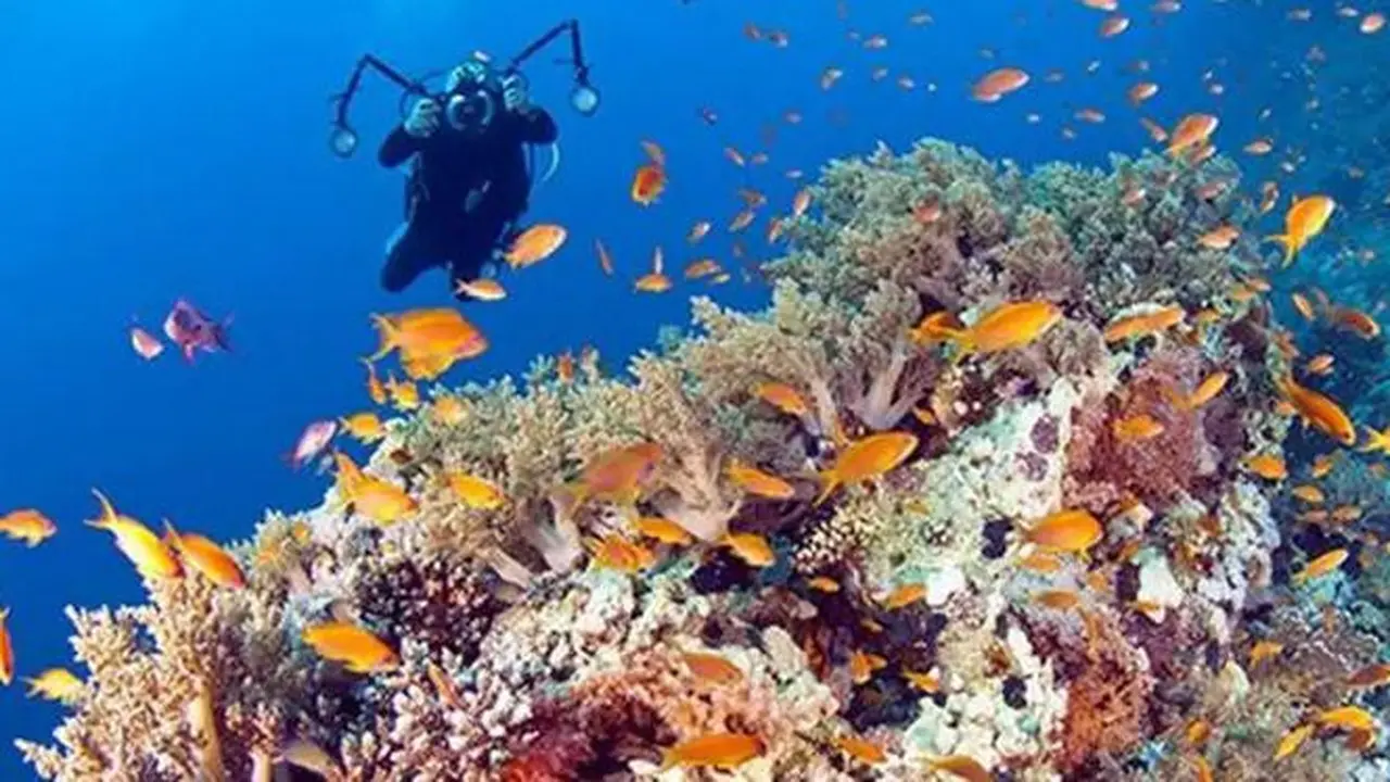 3 Hotel dengan Pemandangan Bawah Laut yang Menakjubkan
