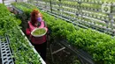 Warga kelompok tani Komplek AL Gandaria memanen sayuran di kebun Hidroponik di Radio Dalem, Jakarta, Senin (14/2/2022). Kebun yang dikelola mandiri warga ditanami sayuran kangkung, bayam brazil, seledri dan sawi ijo dengan rata-rata pendapatan sekitar Rp5 juta per bulan. (merdeka.com/Arie Basuki)