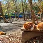 Rubah yang ramah ini hanya bisa ditemukan di Zao Fox Village, Jepang. (Nila Chrisna).