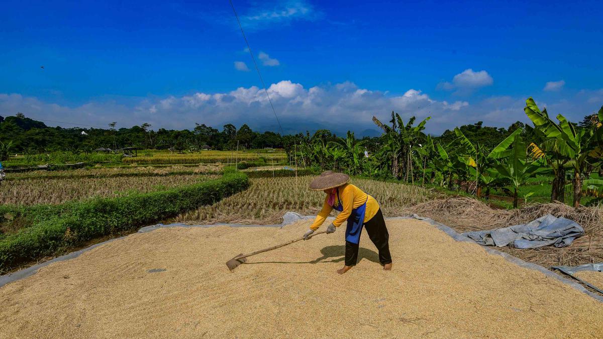 Bulog Sudah Serap 3,5 Juta Ton Beras Petani