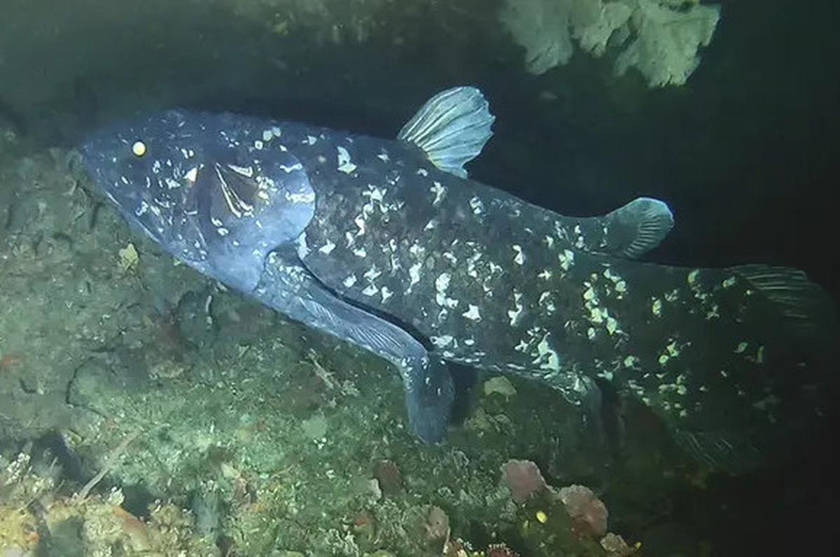 Mengenal Coelacanth, Ikan Purba Langka yang Masih Hidup di Perairan Indonesia