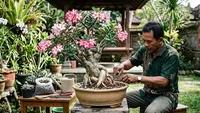 5 Cara Mengerdilkan Kamboja Jepang agar Batang Gemuk dan Rajin Berbunga