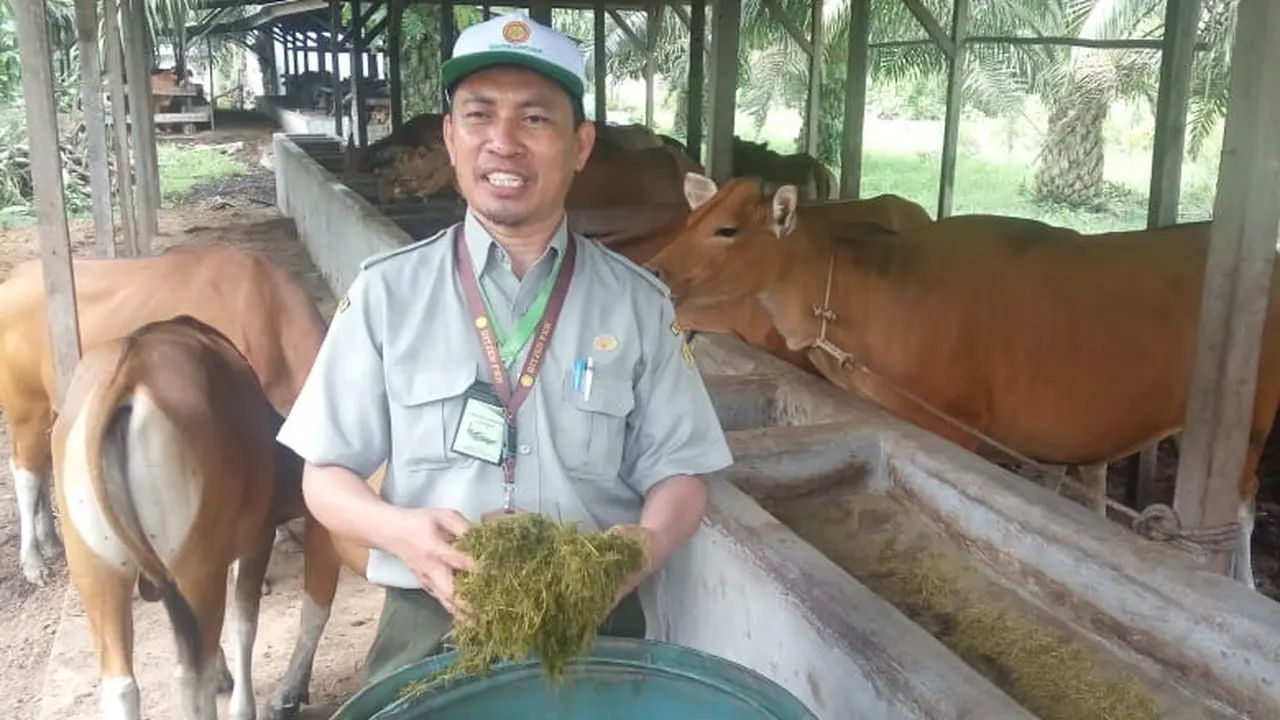 Tingkatkan Populasi Sapi, Kementan Sinergi Program Integrasi Sawit Sapi di Babel