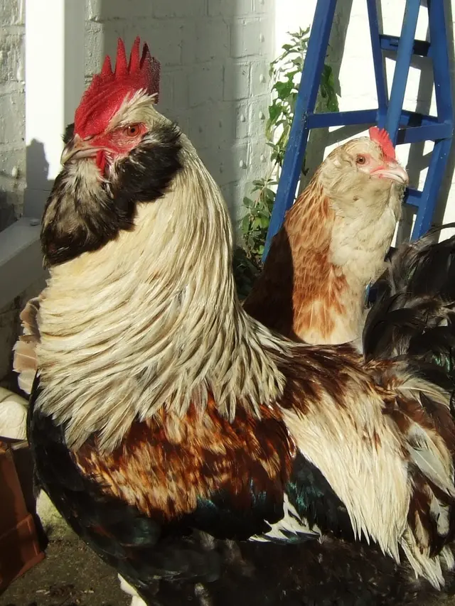 Jenis Ayam Faverolles