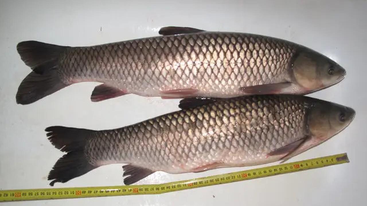 10 Jenis Ikan Air Tawar yang Cepat Besar untuk Konsumsi Keluarga, Cocok Dipelihara di Lahan Sempit