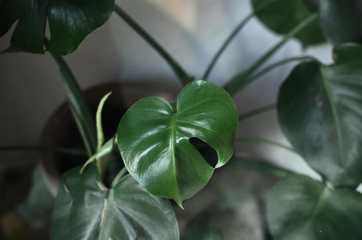 Monstera Lokal (Janda Bolong)