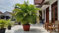 12 Jenis Tanaman Depan Rumah Tropis yang Bikin Halaman Lebih Teduh dan Rumah Tidak Gerah