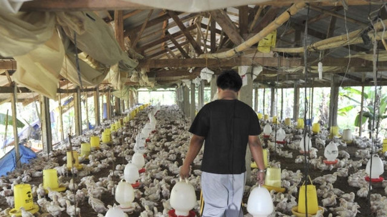 Gejolak kenaikan harga daging ayam tak berdampak kepada peternak