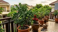 12 Tanaman Buah yang Bisa Tumbuh di Pot, Cocok untuk Lahan Sempit