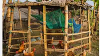 8 Desain Kandang Ayam dari Barang Bekas Kreatif dan Low Budget, Ramah Lingkungan dan Fungsional
