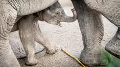 Bayi gajah, Mun berdiri di samping ibunya, gajah Asia berusia 22 tahun, Surin, saat pertama kali berjalan di kandang mereka di Kebun Binatang Kopenhagen, Rabu (7/10/2020). Bayi gajah tersebut lahir pada 1 Oktober 2020 lalu. (Photo by Mads Claus Rasmussen / Ritzau Scanpix / AFP)