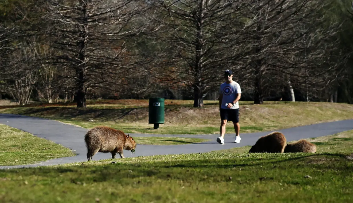 Kapibara terlihat di rumput di komunitas yang terjaga keamanannya di Tigre, provinsi Buenos Aires, pada 26 Agustus 2021. Beberapa keluarga capybaras berjalan-jalan di Nordelta, salah satu perumahan paling eksklusif di Argentina. (MAGALI CERVANTES/AFP)