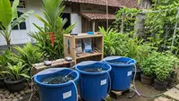 Cara Ternak Ikan Patin di Ember Besar 100 Liter Anti Mati untuk Pemula, Praktis dan Minim Risiko