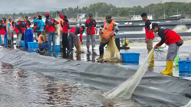 Panen raya udang vaname di tambak budidaya Kebumen.(Tira/Liputan6.com)