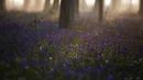 Matahari terbit di antara pepohonan saat bluebell atau dikenal sebagai Eceng Gondok liar bermekaran di lantai hutan Hallerbos di Halle, Belgia (20/4/2021).  Pemandangan biru hamparan bunga Bluebell di hutan ini memproduksi banyak warna dan aroma khas musim semi. (AP Photo/Virginia Mayo)