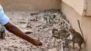 Seorang mahasiswa memberi makan monyet yang hidup bebas di kampus Universitas Khartoum di ibu kota Sudan, pada 9 Maret 2021. Ratusan monyet yang sebagian besar hidup di atap gedung kampus, juga berkeliaran dengan bebas di antara mahasiswa yang sering memberi mereka suguhan. (ABDULMONAM EASSA/AFP)