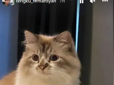 Ini salah satu kucing yang menemani Tengku Firmansyah saat bedrest. (Foto: Instagram/@tengku_firmansyah)