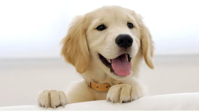 Foto: copyright Shutterstock.com