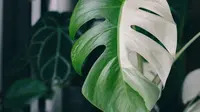7 Tanaman Hias dengan Warna Daun Dua Tone, Cantik Unik dan Bikin Rumah Makin Estetik